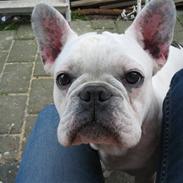 Fransk bulldog KENZO R.I.P 15/9 2008