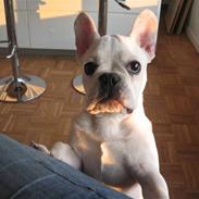 Fransk bulldog KENZO R.I.P 15/9 2008