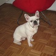 Fransk bulldog KENZO R.I.P 15/9 2008