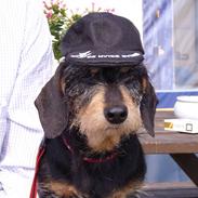 Gravhund Sally Sutklud A. V. SS.