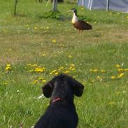 Gravhund Sally Sutklud A. V. SS.