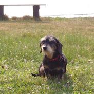 Gravhund Sally Sutklud A. V. SS.