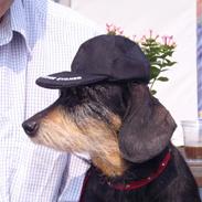 Gravhund Sally Sutklud A. V. SS.