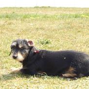 Gravhund Sally Sutklud A. V. SS.