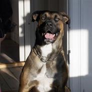 Blanding af racer diva