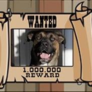 Blanding af racer diva