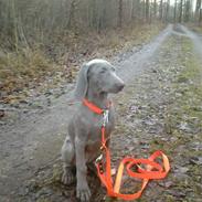 Weimaraner Baghera