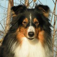 Shetland sheepdog Zinnia