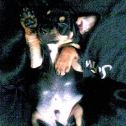 Blanding af racer Tuko