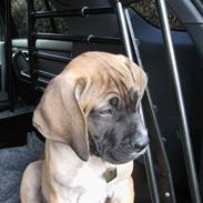 Boerboel Clyde - R.I.P