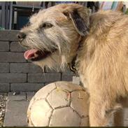 Border terrier Bamse