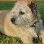 Border terrier Bamse