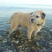 Border terrier Bamse