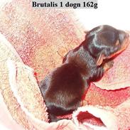 Yorkshire terrier Brutalis