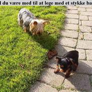 Yorkshire terrier Brutalis