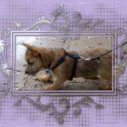 Cairn terrier Cæsar