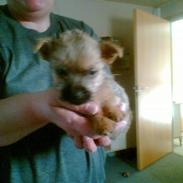 Cairn terrier Cæsar