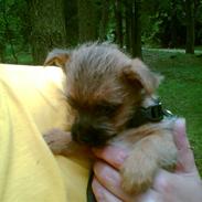 Cairn terrier Cæsar