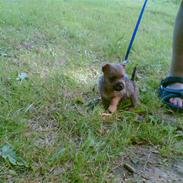 Cairn terrier Cæsar