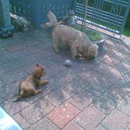 Cairn terrier Cæsar