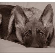 Schæferhund SundHund Taylor