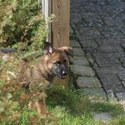 Schæferhund SundHund Taylor