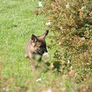 Schæferhund SundHund Taylor