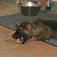 Schæferhund SundHund Taylor