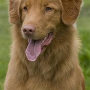 Nova scotia duck tolling retriever Shaggy tollers Cigi happy