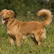 Nova scotia duck tolling retriever Shaggy tollers Cigi happy