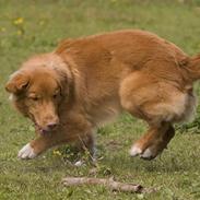 Nova scotia duck tolling retriever Shaggy tollers Cigi happy