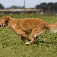 Nova scotia duck tolling retriever Shaggy tollers Cigi happy