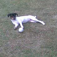 Dansk svensk gaardhund nemesis