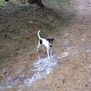 Dansk svensk gaardhund nemesis