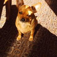 Chihuahua Jasmin