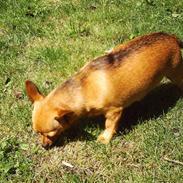 Chihuahua Jasmin