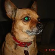 Chihuahua Jasmin