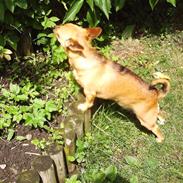 Chihuahua Jasmin