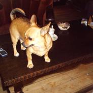 Chihuahua Jasmin
