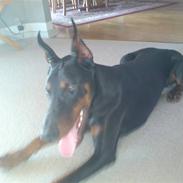 Dobermann Echo *solgt* :'(