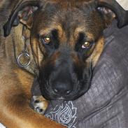 Blanding af racer diva