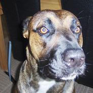 Blanding af racer diva