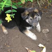 Islandsk fårehund zako