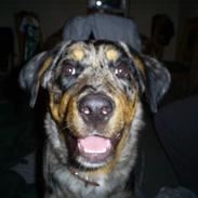 Rottweiler tøsen