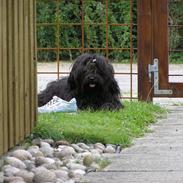 Tibetansk terrier Ruki