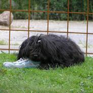 Tibetansk terrier Ruki