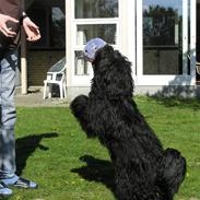 Tibetansk terrier Ruki