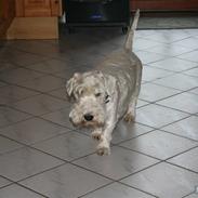 Sealyham terrier Lasse