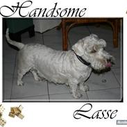 Sealyham terrier Lasse 