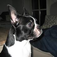 Boston terrier Emma Von H.M.